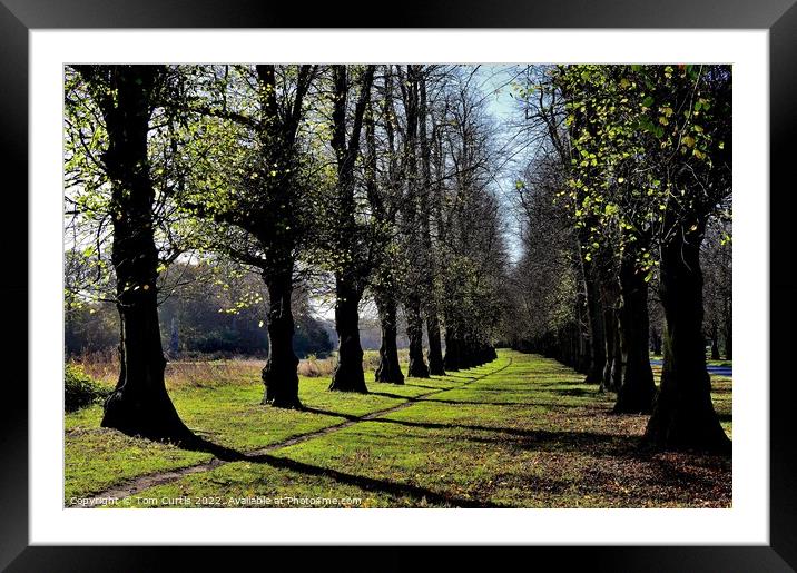 Clumber Park Nottinghamshire Framed Mounted Print by Tom Curtis
