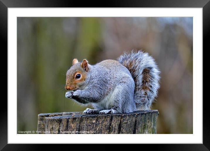 A Grey Squirrel standing on a tree stump Framed Mounted Print by Tom Curtis