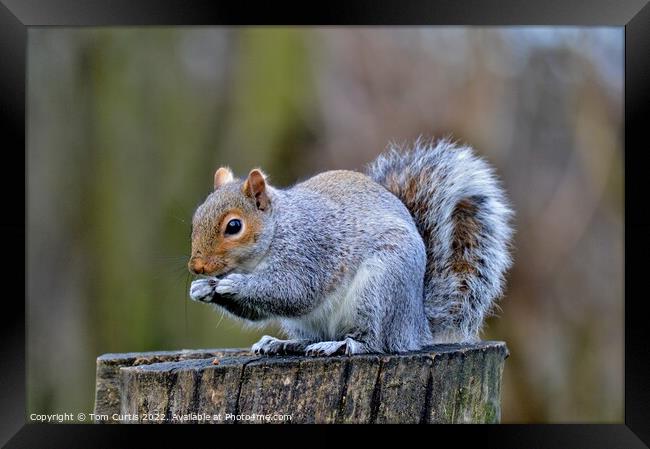 A Grey Squirrel standing on a tree stump Framed Print by Tom Curtis