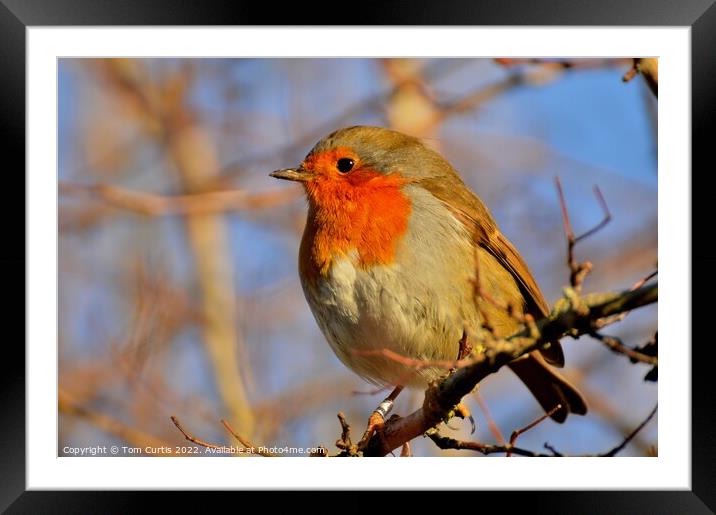 Robin on a tree branch Framed Mounted Print by Tom Curtis