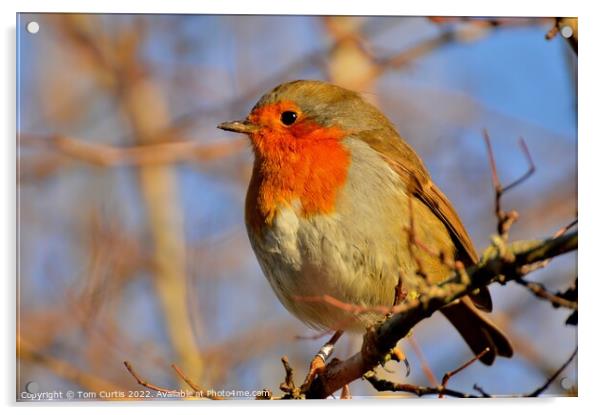 Robin on a tree branch Acrylic by Tom Curtis