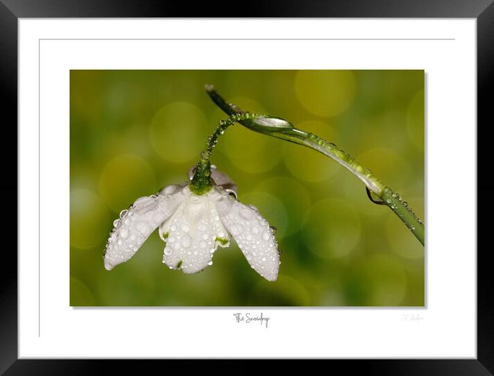 The Snowdrop Framed Mounted Print by JC studios LRPS ARPS