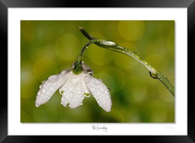 The Snowdrop Framed Print by JC studios LRPS ARPS