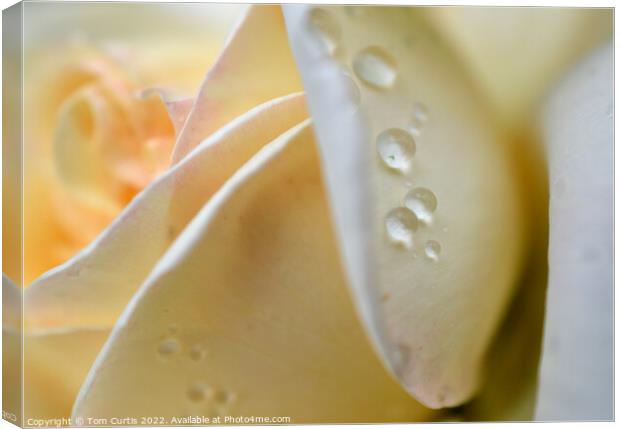 Raindrops on a White Rose Canvas Print by Tom Curtis