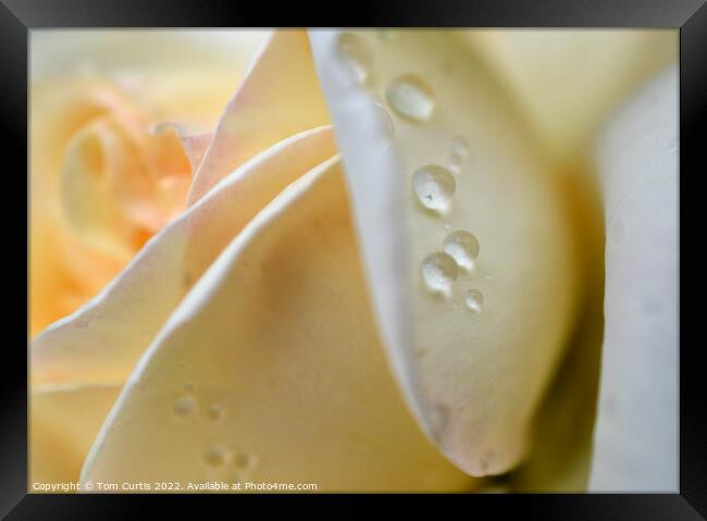 Raindrops on a White Rose Framed Print by Tom Curtis