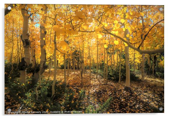 Backlit Aspen Forest Acrylic by Donna Kennedy