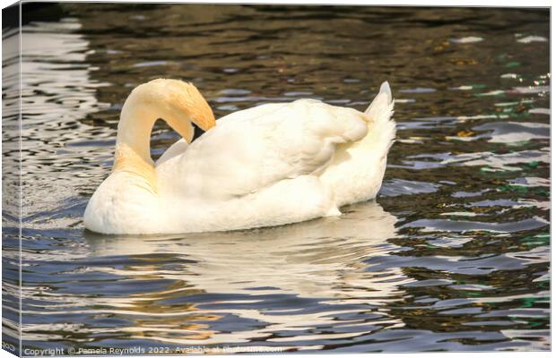 Swan (Cygnus) relaxing on the Norfolk Broads Canvas Print by Pamela Reynolds