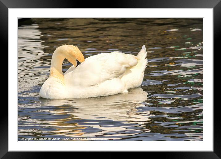 Swan (Cygnus) relaxing on the Norfolk Broads Framed Mounted Print by Pamela Reynolds