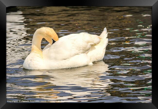 Swan (Cygnus) relaxing on the Norfolk Broads Framed Print by Pamela Reynolds
