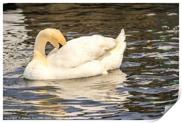 Swan (Cygnus) relaxing on the Norfolk Broads Print by Pamela Reynolds