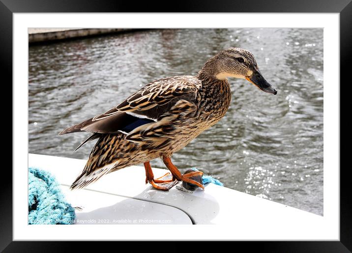 Cheeky Duck Hitching A Ride Framed Mounted Print by Pamela Reynolds