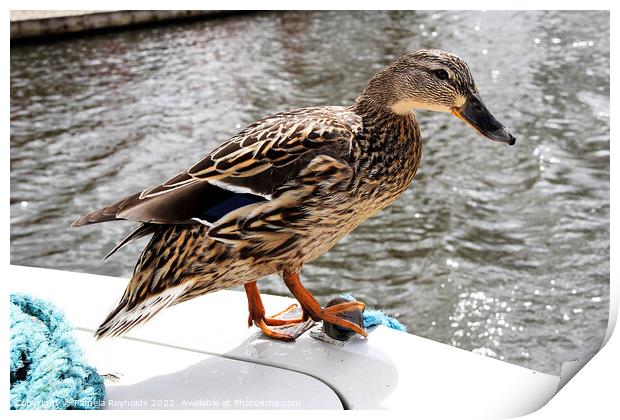 Cheeky Duck Hitching A Ride Print by Pamela Reynolds