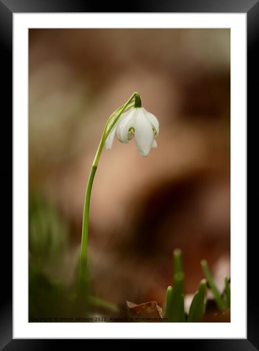 Snowdrop Framed Mounted Print by Simon Johnson