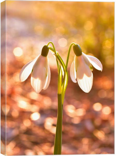 Snow drops at sunrise  Canvas Print by Shaun Jacobs