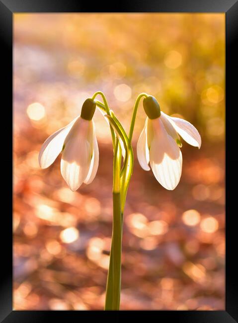 Snow drops at sunrise  Framed Print by Shaun Jacobs