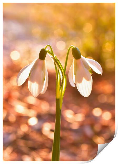Snow drops at sunrise  Print by Shaun Jacobs