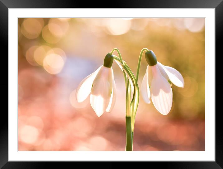 Ethereal Snow Drops  Framed Mounted Print by Shaun Jacobs