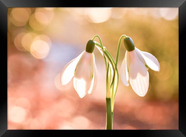 Ethereal Snow Drops  Framed Print by Shaun Jacobs