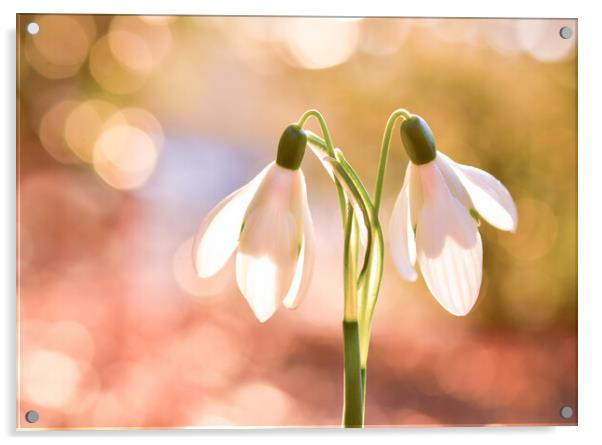 Ethereal Snow Drops  Acrylic by Shaun Jacobs