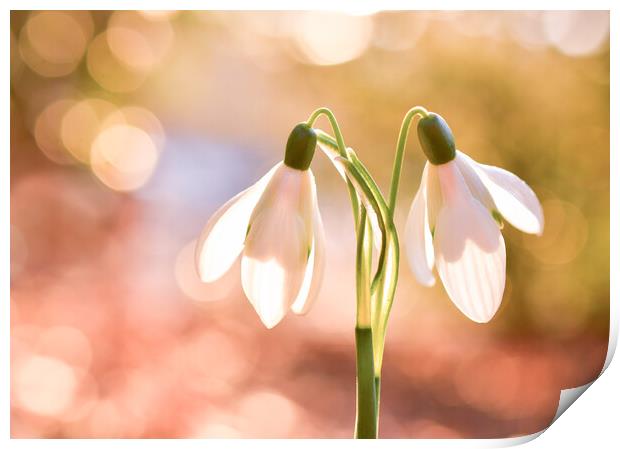 Ethereal Snow Drops  Print by Shaun Jacobs