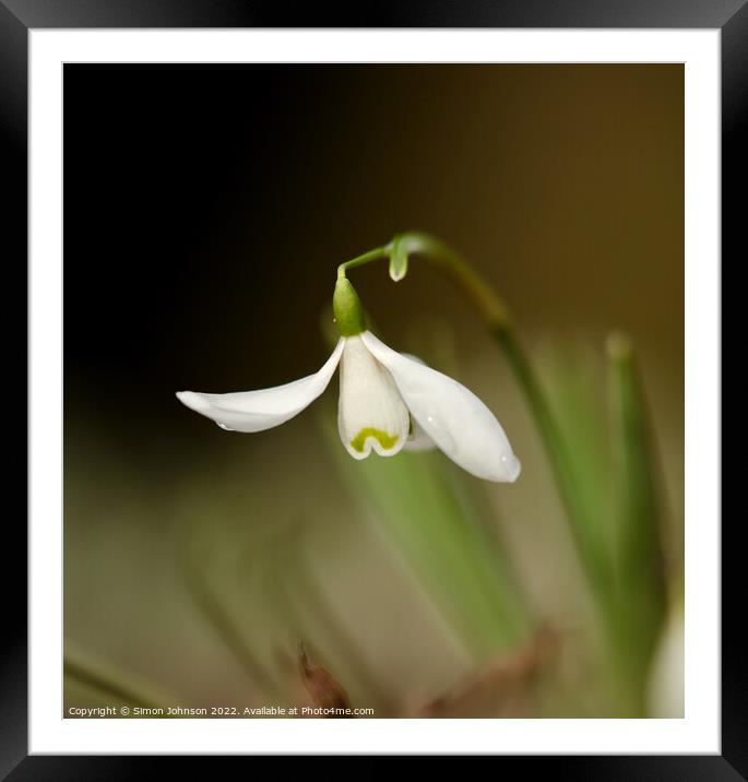 Flying Snowdrop Framed Mounted Print by Simon Johnson