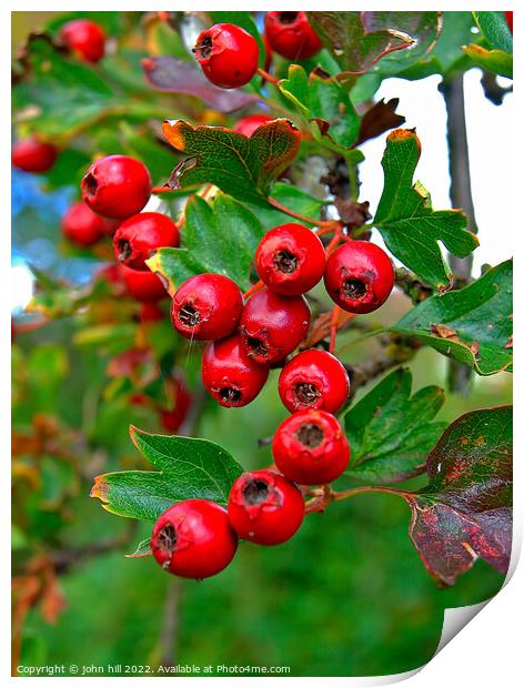 Hawthorne berries. Print by john hill