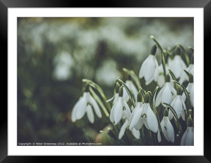 Early Spring Snowdrops Framed Mounted Print by Peter Greenway