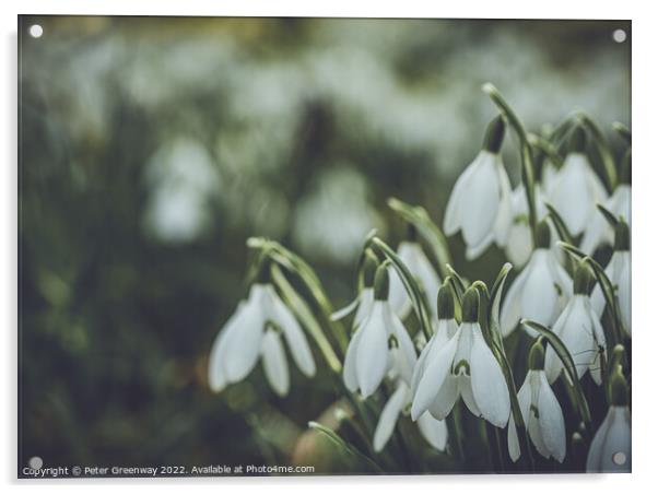 Early Spring Snowdrops Acrylic by Peter Greenway