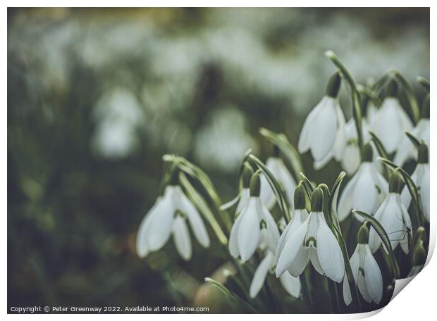 Early Spring Snowdrops Print by Peter Greenway