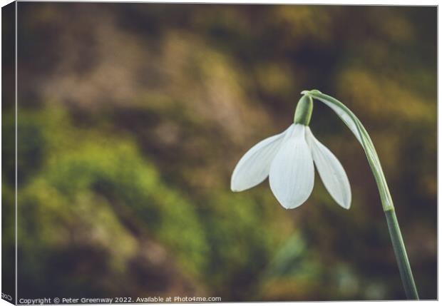 A Single Early Spring Snowdrop In Macro Canvas Print by Peter Greenway