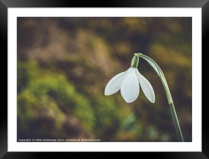 A Single Early Spring Snowdrop In Macro Framed Mounted Print by Peter Greenway