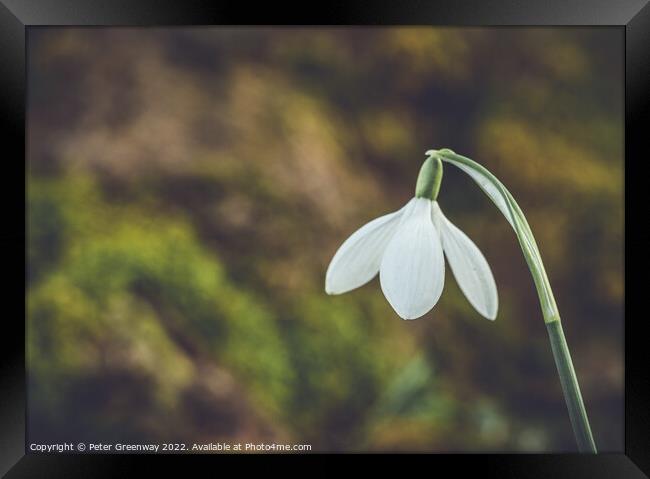 A Single Early Spring Snowdrop In Macro Framed Print by Peter Greenway