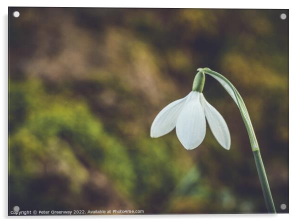 A Single Early Spring Snowdrop In Macro Acrylic by Peter Greenway
