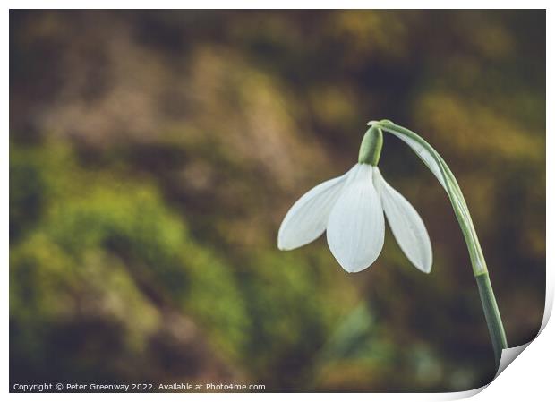 A Single Early Spring Snowdrop In Macro Print by Peter Greenway