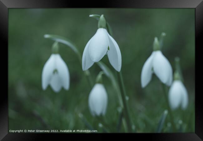 Early Spring Snowdrops Framed Print by Peter Greenway