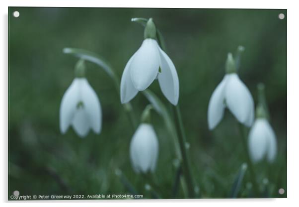 Early Spring Snowdrops Acrylic by Peter Greenway