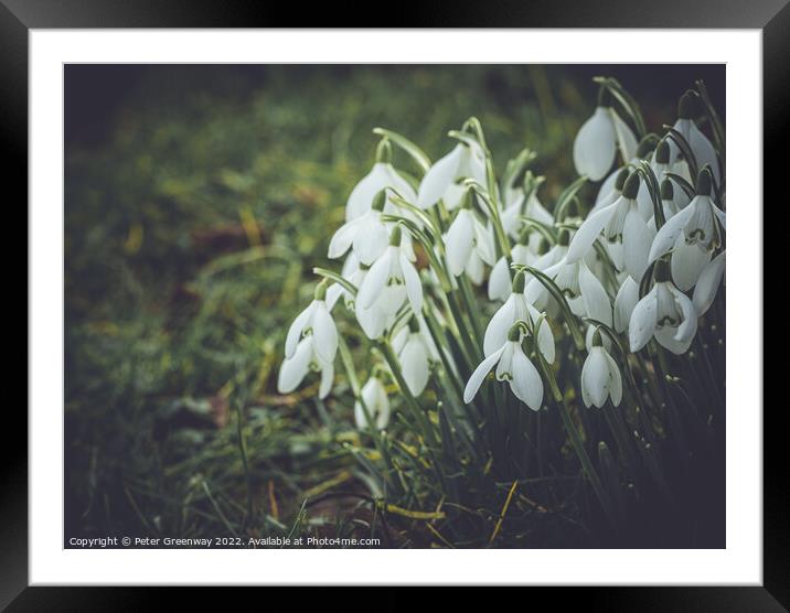 Early Spring Snowdrops Framed Mounted Print by Peter Greenway