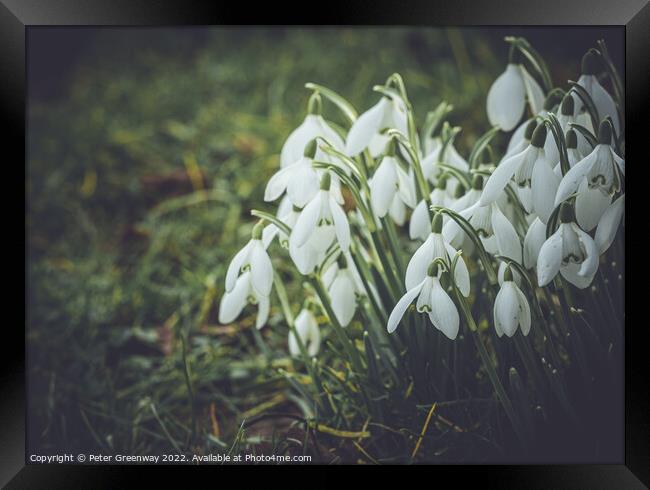 Early Spring Snowdrops Framed Print by Peter Greenway
