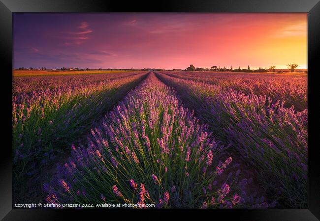 A Tuscan Lavender Symphony Framed Print by Stefano Orazzini