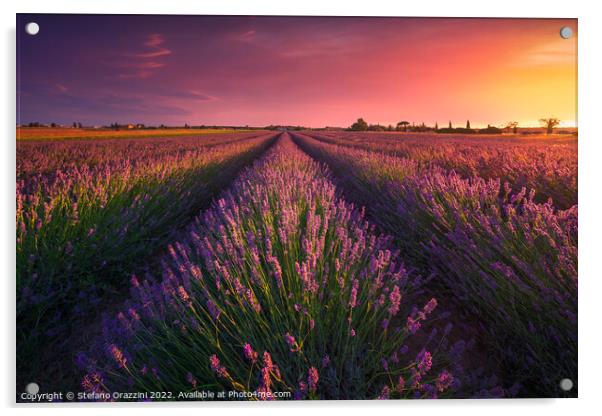 A Tuscan Lavender Symphony Acrylic by Stefano Orazzini