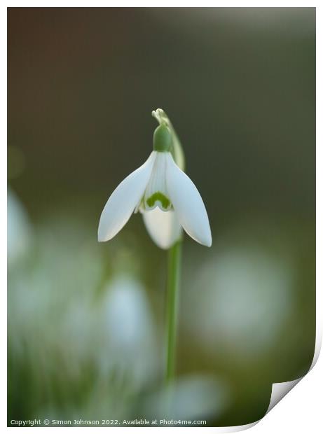 Snowdrop flower Print by Simon Johnson