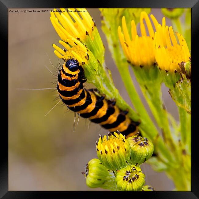 Cinnabar Moth Caterpillar on Ragwort Flowers - Square Crop Framed Print by Jim Jones
