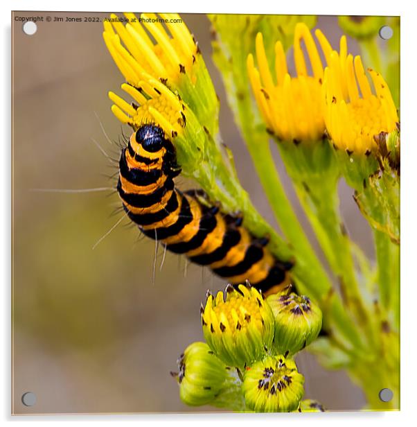 Cinnabar Moth Caterpillar on Ragwort Flowers - Square Crop Acrylic by Jim Jones