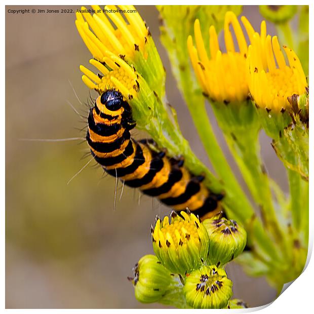Cinnabar Moth Caterpillar on Ragwort Flowers - Square Crop Print by Jim Jones