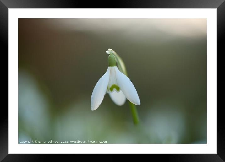 Flying Snowdrop Framed Mounted Print by Simon Johnson