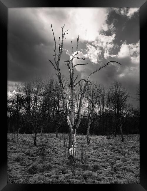 Bare Tree in Haunting Landscape Framed Print by Dietmar Rauscher