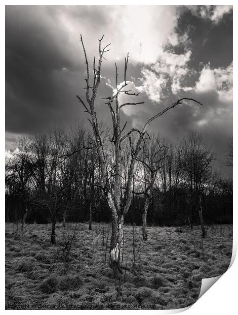 Bare Tree in Haunting Landscape Print by Dietmar Rauscher