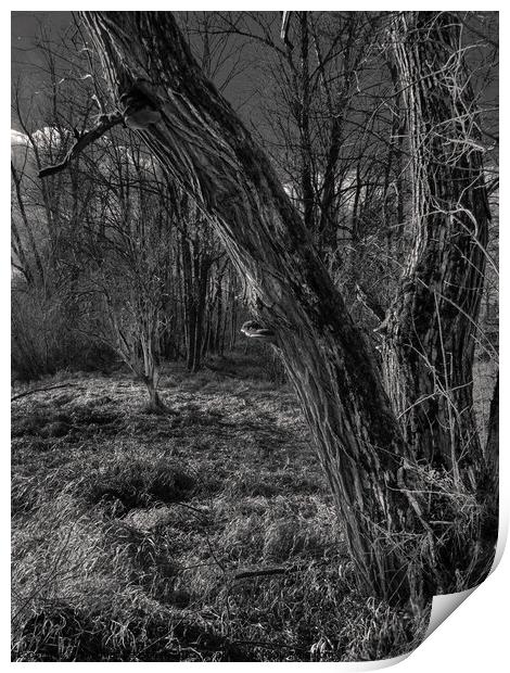 Gnarly Tree Trunk in the Mostviertel Region of Austria Print by Dietmar Rauscher
