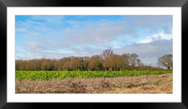 Norfolk crop field Framed Mounted Print by Chris Yaxley