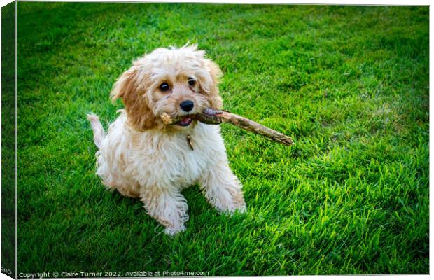 Cavapoo puppy sat on grass with its stick Canvas Print by Claire Turner